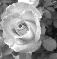 coloring roses page